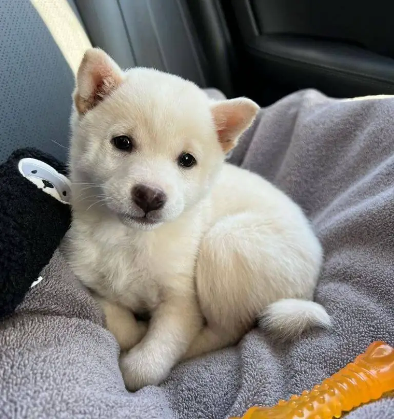 15 Photos Of Adorable Shiba Inu Puppies That Make Everyone's Heart Melt ...