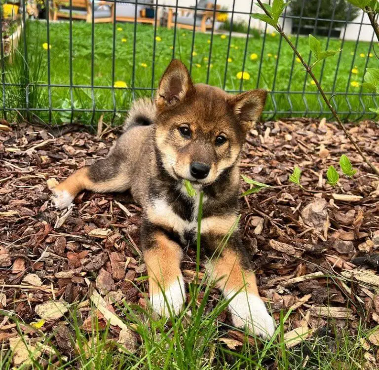 15 Photos Of Adorable Shiba Inu Puppies That Make Everyone's Heart Melt