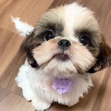 15 Photos Of Adorable Shih Tzu Puppies That Make Everyone's Heart Melt