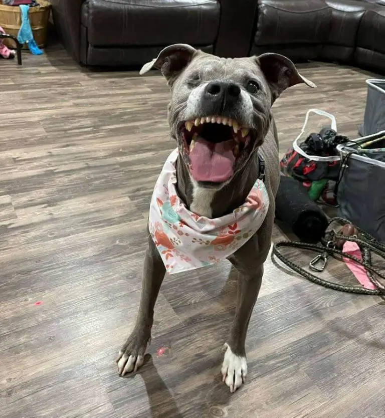 15 Funny Pictures Of Dogs In The Smiling Dog Challenge