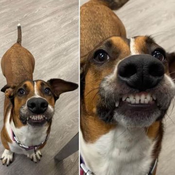 15 Funny Pictures Of Dogs In The Teef Challenge - ilovedogscute.com