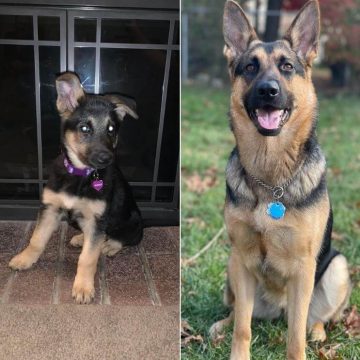 15 Funny Pictures Of German Shepherds In The Then vs Now Challenge ...