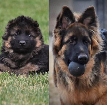 15 Funny Pictures Of German Shepherds In The Then vs Now Challenge ...