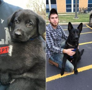 15 Funny Pictures Of German Shepherds In The Then vs Now Challenge ...