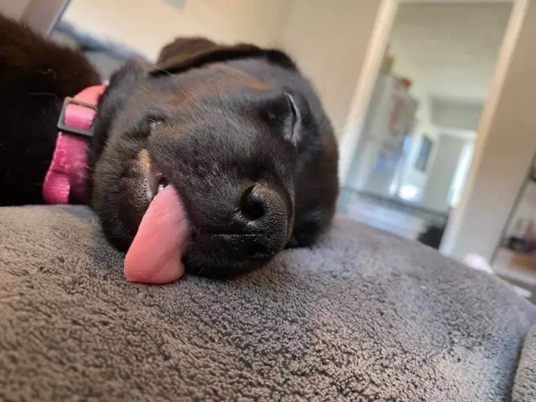 15 Hilarious Pictures Of Dogs In The Tongue Out Challenge