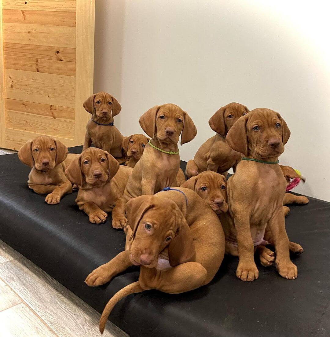 15 Adorable Photos Of Vizsla Puppies That Will Make Everyone Fall In