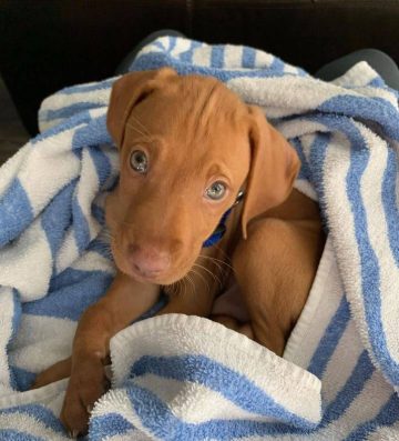 15 Adorable Photos Of Vizsla Puppies That Will Make Everyone Fall In