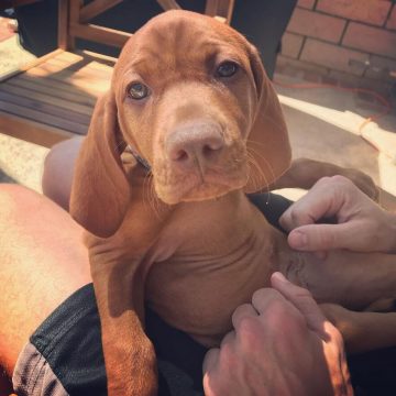 15 Adorable Photos Of Vizsla Puppies That Will Make Everyone Fall In