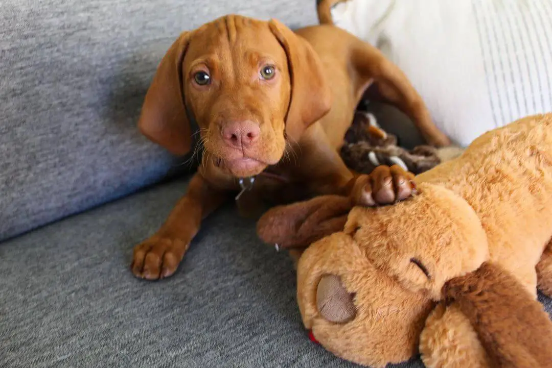 15 Adorable Photos Of Vizsla Puppies That Will Make Everyone Fall In