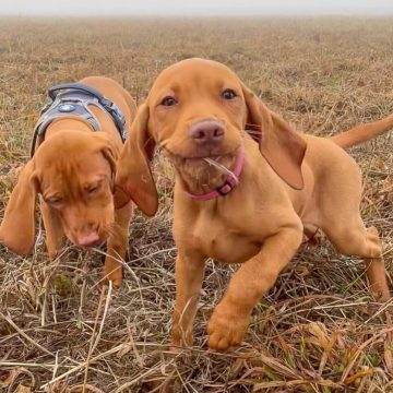 15 Adorable Photos Of Vizsla Puppies That Will Make Everyone Fall In