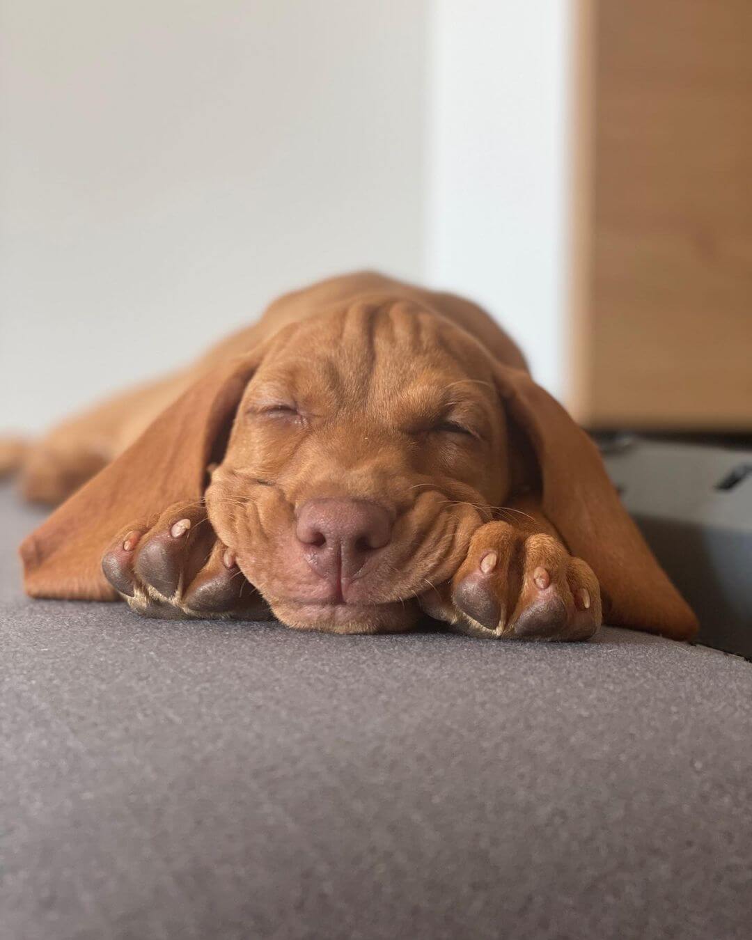 15 Adorable Photos Of Vizsla Puppies That Will Make Everyone Fall In