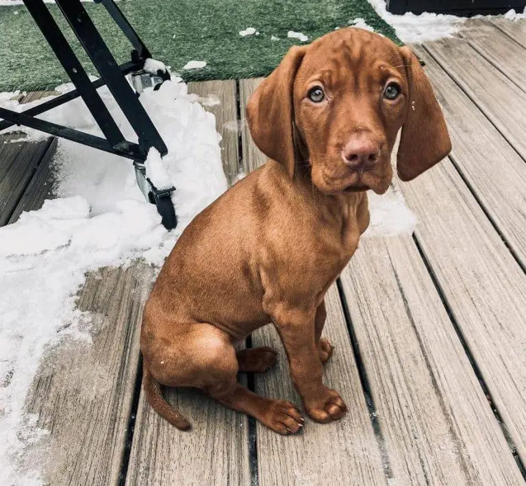 15 Adorable Photos Of Vizsla Puppies That Will Make Everyone Fall In