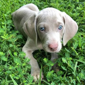 15 Photos Of Weimaraner Puppies That Make Everyone Fall In Love ...