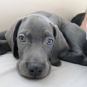 15 Photos Of Weimaraner Puppies That Make Everyone Fall In Love ...