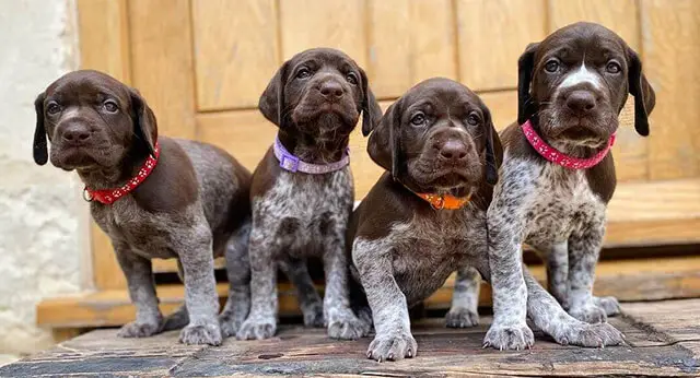 15 Adorable Photos Of German Shorthaired Pointer Puppies With Sweet ...