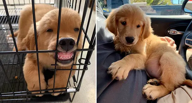 15 Adorable Pictures Of Golden Retrievers In The First Pic Challenge ...