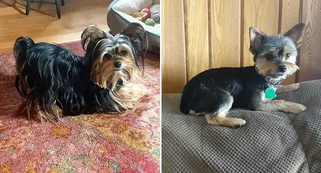 The Shocking Reason Yorkies Are Stealing the Haircut Trend Now