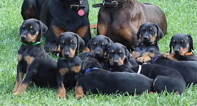 15 Photos Of Doberman Pinscher Puppies That Make Everyone's Heart Melt ...