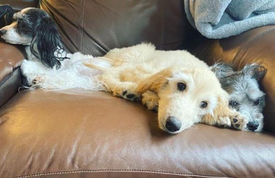 15 Photos Of Afghan Hound Puppies That Make Everyone Fall In Love ...