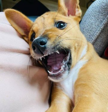 15 Photos Of Basenji Puppies That Make Everyone Fall In Love ...