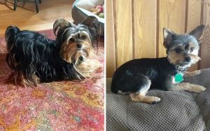 15 Funny Pictures Of Yorkies Before And After Haircut - ilovedogscute.com