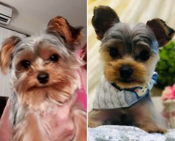 15 Funny Pictures Of Yorkies Before And After Haircut - ilovedogscute.com