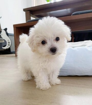 15 Adorable Photos Of Bichon Frise Puppies With Pure Beauty ...