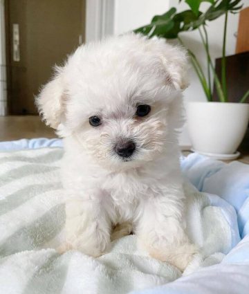 15 Adorable Photos Of Bichon Frise Puppies With Pure Beauty ...