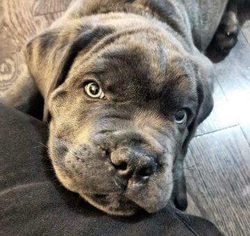 15 Photos Of Cane Corso Puppies That Make Everyone's Heart Melt ...