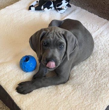 15 Photos Of Cane Corso Puppies That Make Everyone's Heart Melt 