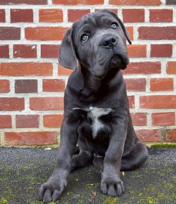 15 Photos Of Cane Corso Puppies That Make Everyone's Heart Melt ...