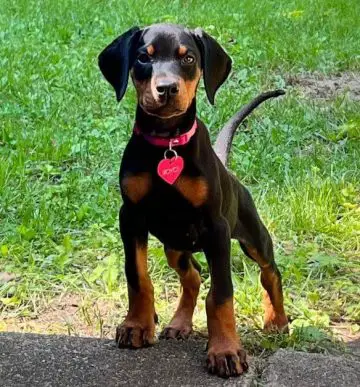 15 Photos Of Doberman Pinscher Puppies That Make Everyone's Heart Melt ...