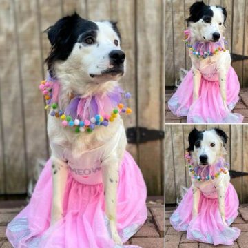 15 Funny Pictures Of Dogs In The Dress Up Challenge Ilovedogscute