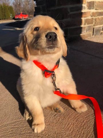 15 Adorable Pictures Of Golden Retrievers In The First Pic Challenge ...