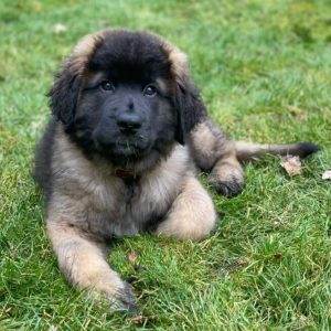 15 Photos Of Leonberger Puppies That Make Everyone's Heart Melt ...