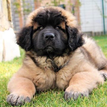 15 Photos Of Leonberger Puppies That Make Everyone's Heart Melt ...