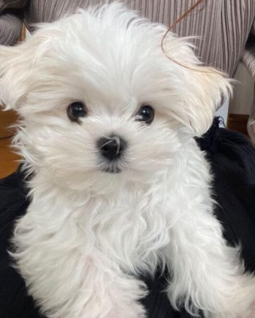 15 Adorable Photos Of Maltese Puppies With Pure Beauty - ilovedogscute.com