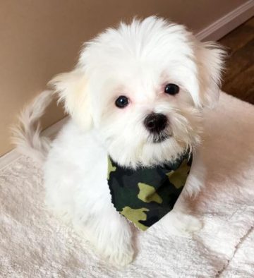 15 Adorable Photos Of Maltese Puppies With Pure Beauty - ilovedogscute.com