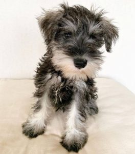 15 Adorable Photos Of Miniature Schnauzer Puppies With Pure Beauty ...