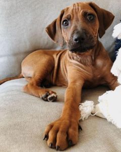 15 Photos Of Rhodesian Ridgeback Puppies That Make Everyone Fall In ...