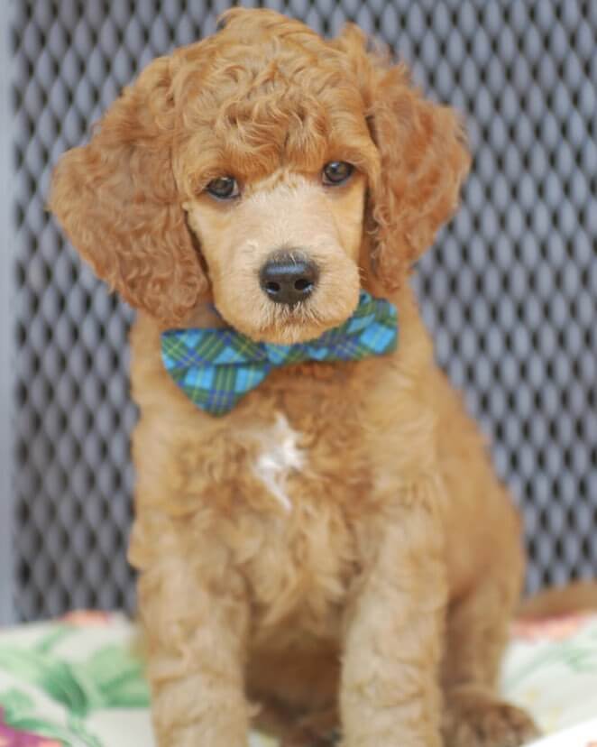 15 Photos Of Standard Poodle Puppies That Make Everyone Fall In Love ...