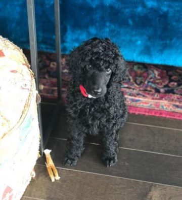 Standard Poodle Puppies Look At Smol Me 11 360x394 