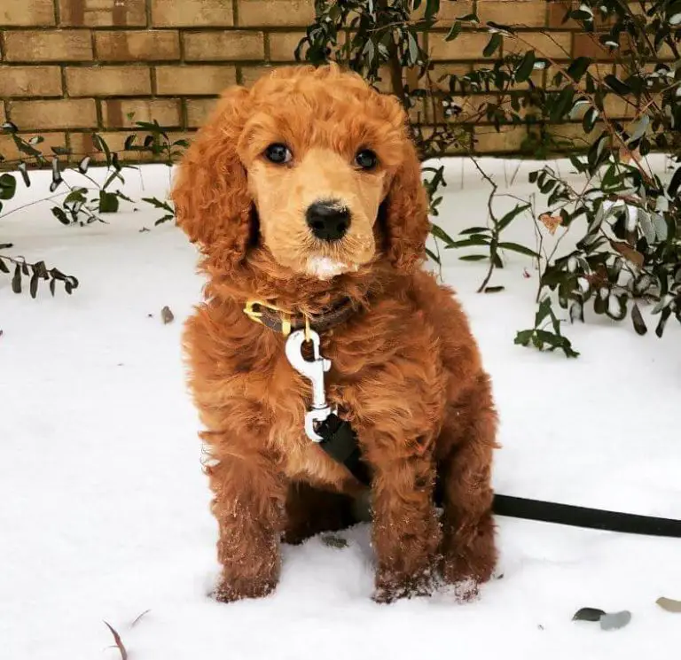 15 Photos Of Standard Poodle Puppies That Make Everyone Fall In Love ...