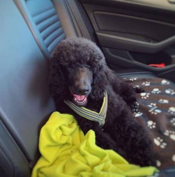 15 Photos Of Standard Poodle Puppies That Make Everyone Fall In Love   Standard Poodle Puppies Todays The Big Day 09 360x366 