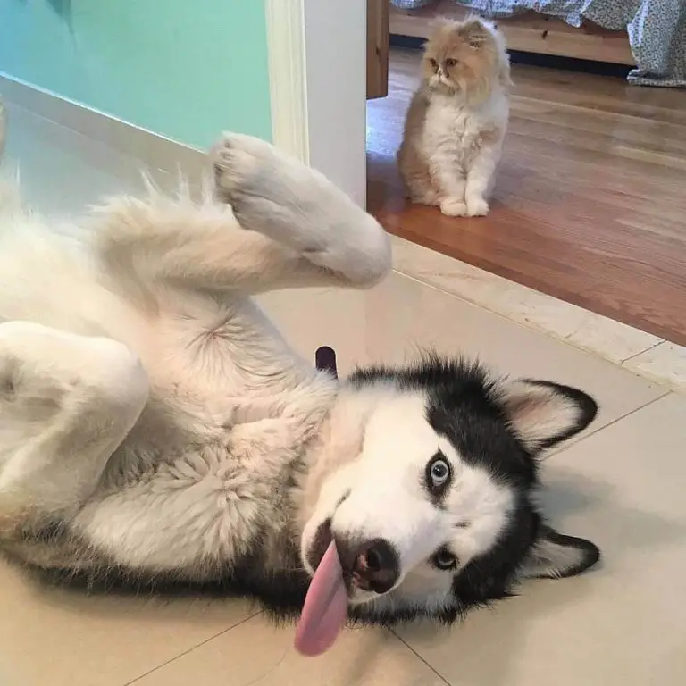 15 Funny Pictures Of Huskies In The Tongue Out Challenge