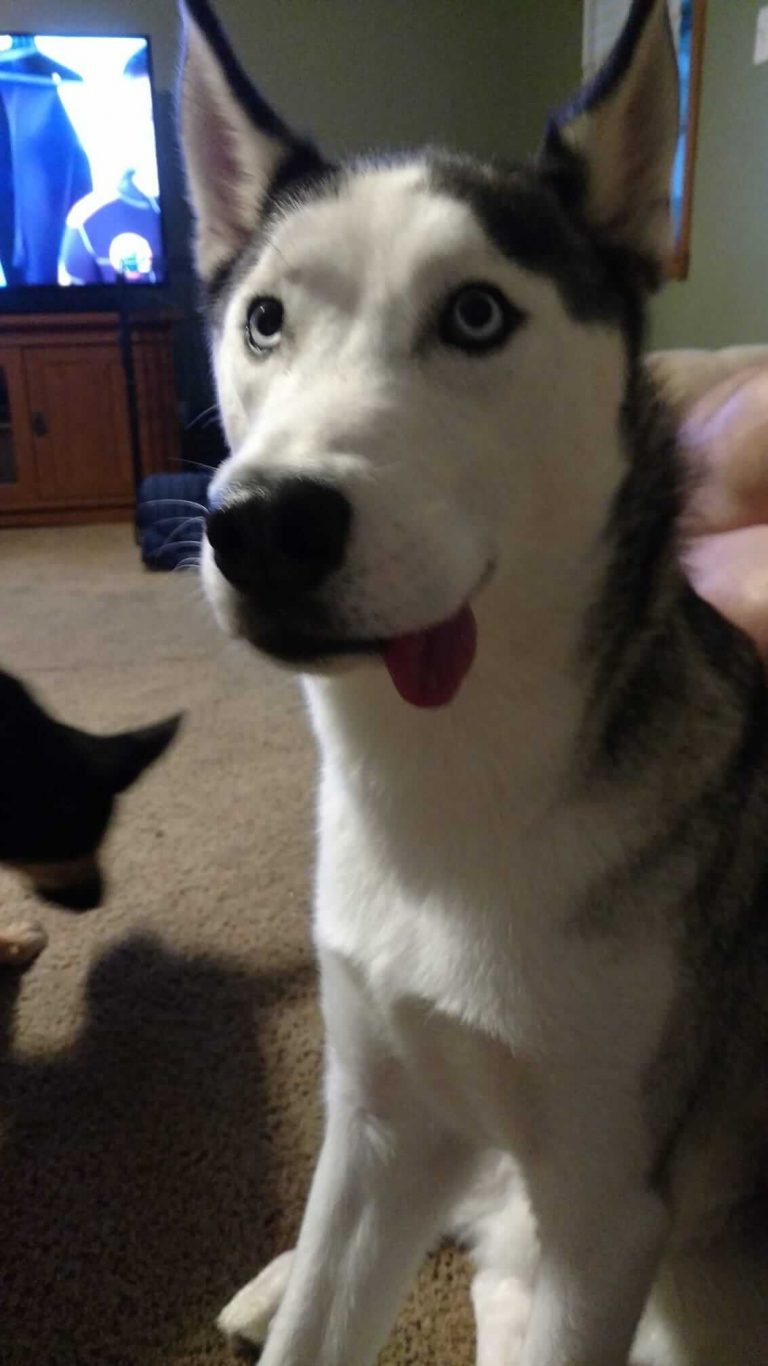 15 Funny Pictures Of Huskies In The Tongue Out Challenge