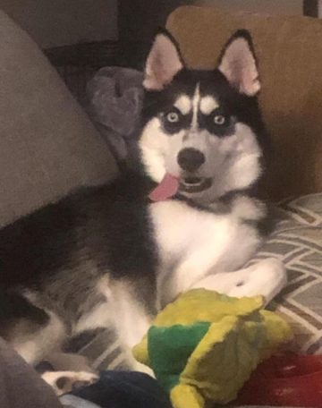 15 Funny Pictures Of Huskies In The Tongue Out Challenge ...