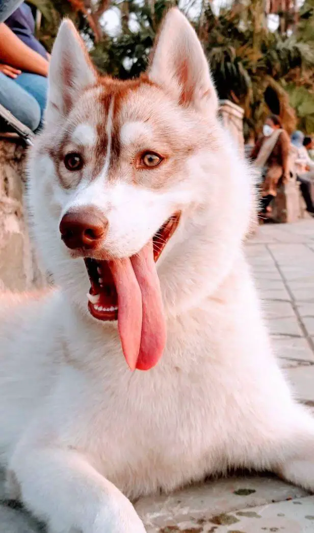 15 Funny Pictures Of Huskies In The Tongue Out Challenge