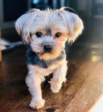 15 Adorable Photos Of Beautiful Yorkies In The Up Close Challenge ...