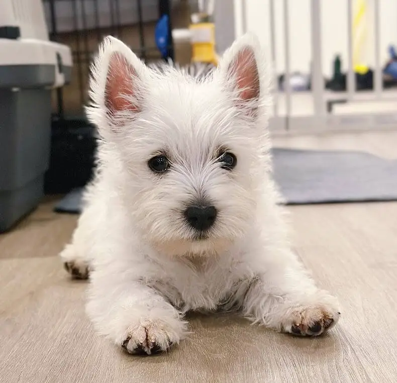 15 Adorable Photos Of West Highland White Terrier Puppies With Pure 15 Adorable Photos Of West Highland White Terrier Puppies With Pure